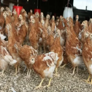 فروش جوجه یکماهه گلپایگانی