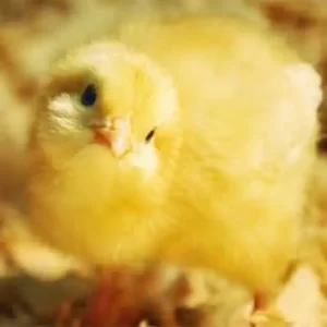 فروش جوجه یکروزه گوشتی نژاد پلاس
