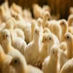 فروش جوجه یکروزه گوشتی نژاد کاپ