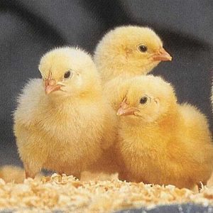 فروش جوجه یکروزه گوشتی نژاد راس