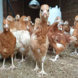 فروش نیمچه دو ماهه گلپایگانی