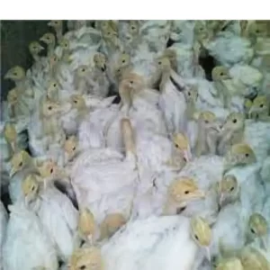 فروش جوجه بوقلمون نیکولاس یک روزه