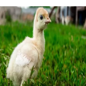 فروش جوجه بوقلمون بیوتی یک روزه