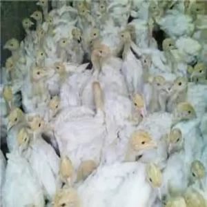 فروش جوجه بوقلمون هایبرید یک ماهه