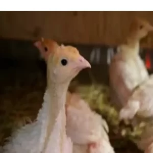 فروش جوجه بوقلمون نیکولاس یک ماهه