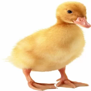 فروش جوجه اردک یک ماهه