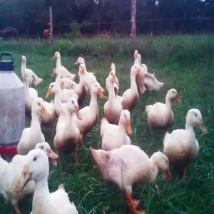 فروش جوجه اردک ۲۰ روزه