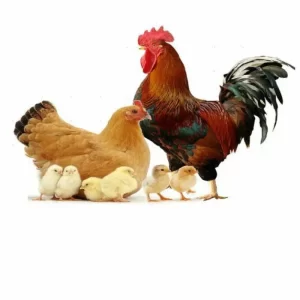 فروش نیمچه سه ماهه گلپایگانی اصلاح شده