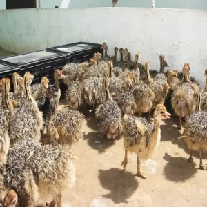 فروش جوجه شترمرغ دو ماهه