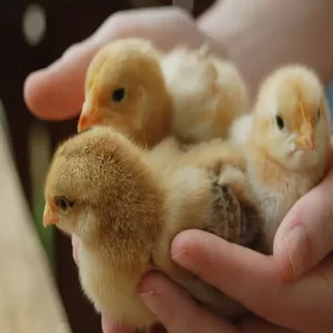 فروش جوجه یکروزه دورگه