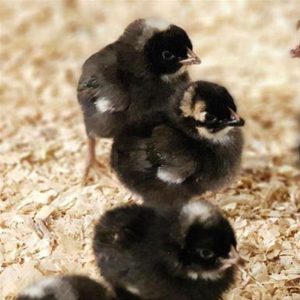 فروش جوجه یکروزه بلک استار