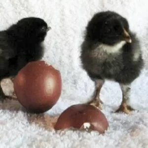 جوجه یکروزه مرندی