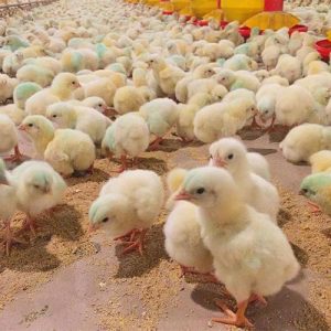 فروش جوجه یکروزه گوشتی نژاد آرین
