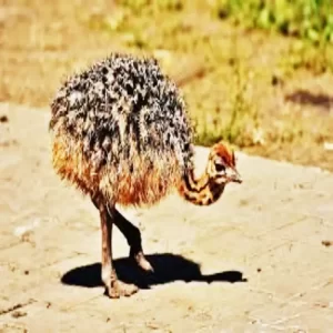 فروش جوجه شترمرغ سه ماهه