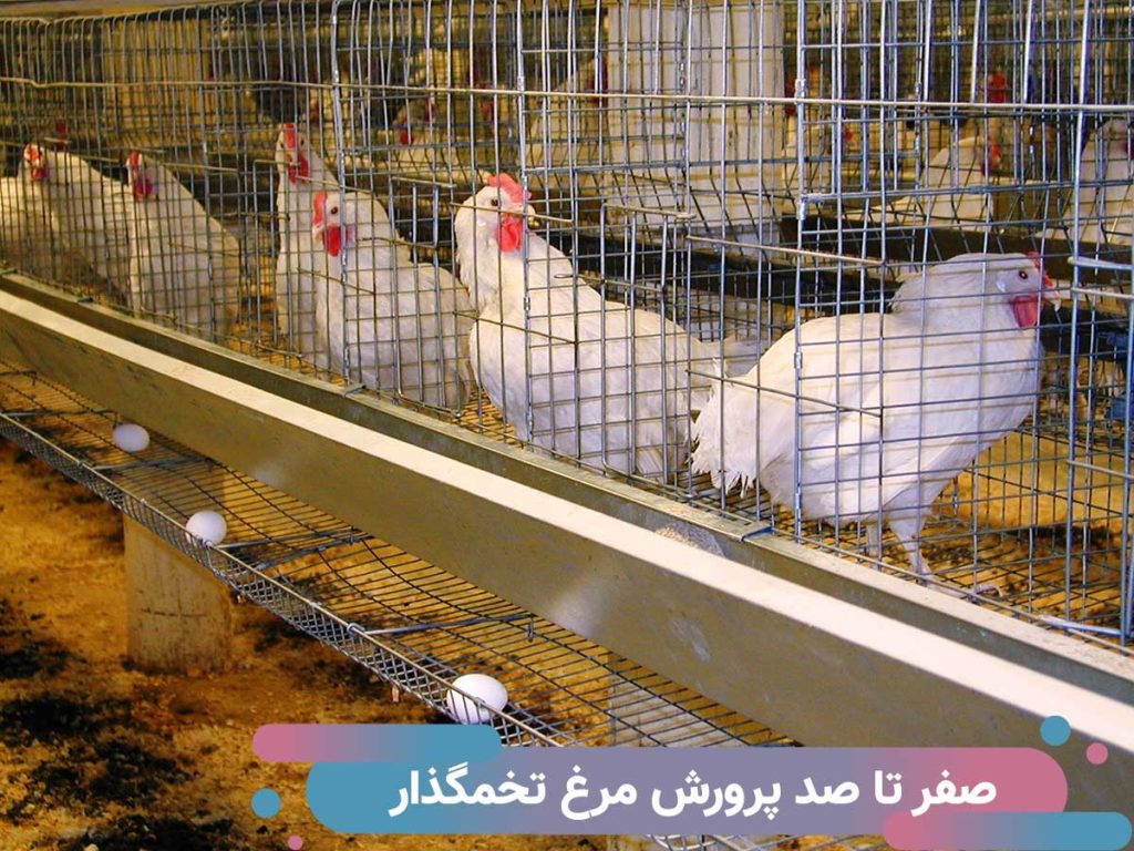 صفر تا صد پرورش مرغ تخمگذار