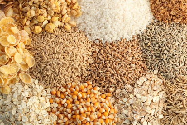 بهترین غذا برای مرغ های گوشتی