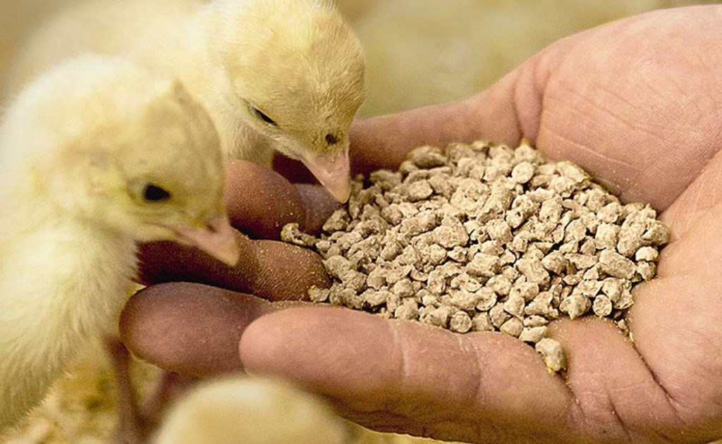 چگونه کنسانتره مرغ گوشتی درست کنیم