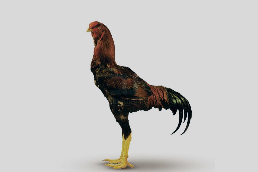 مرغ لاری