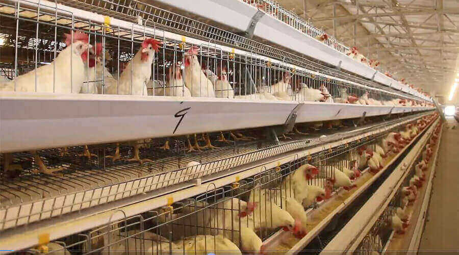 مرغ تخم گذار صنعتی