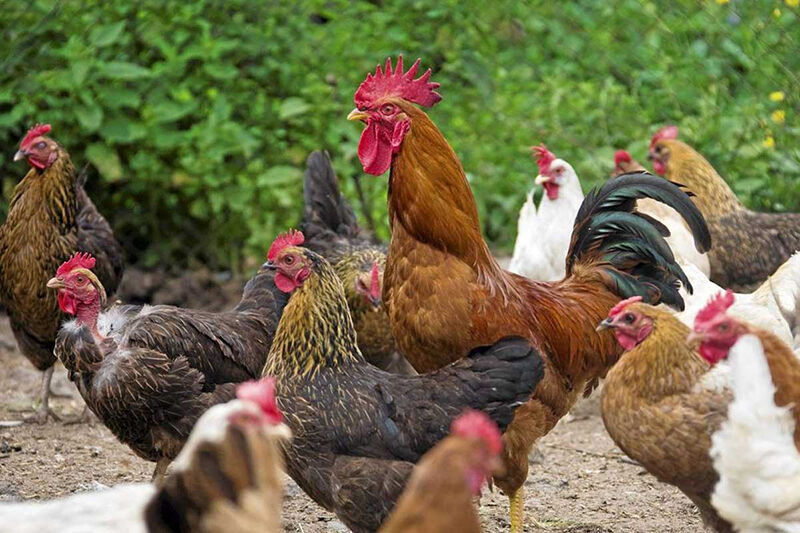 تقویت مرغ خانگی