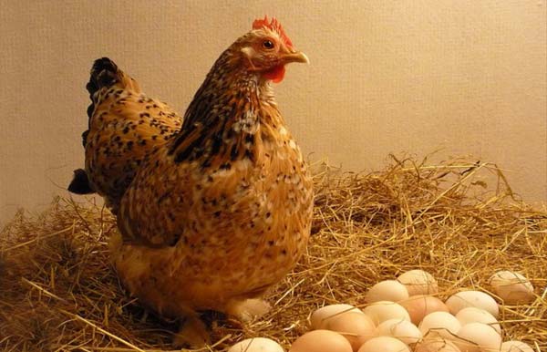 پرورش مرغ تخمگذار به روش سنتی