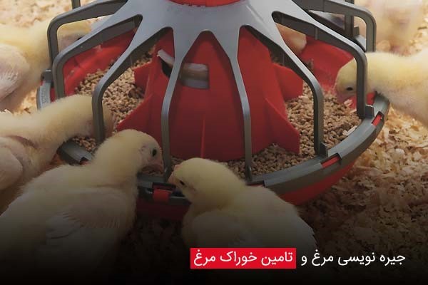 جیره نویسی مرغ