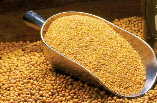 خریددان شترمرغ