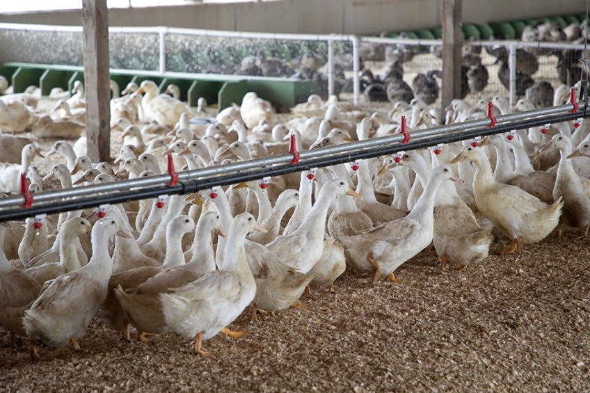 پرورش غاز بهتر است یا اردک؟
