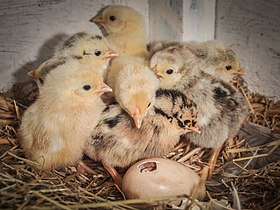 پرورش مرغ روی پشت بام