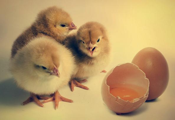 تفاوت جوجه گوشتی با جوجه تخم‌گذار