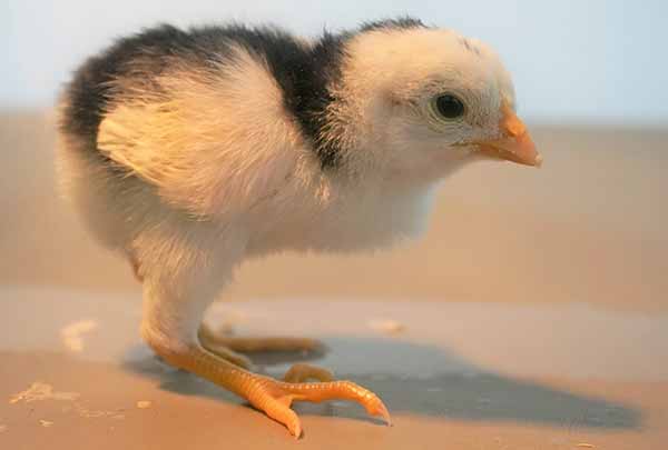 جوجه ‌یک ‌روزه لاری