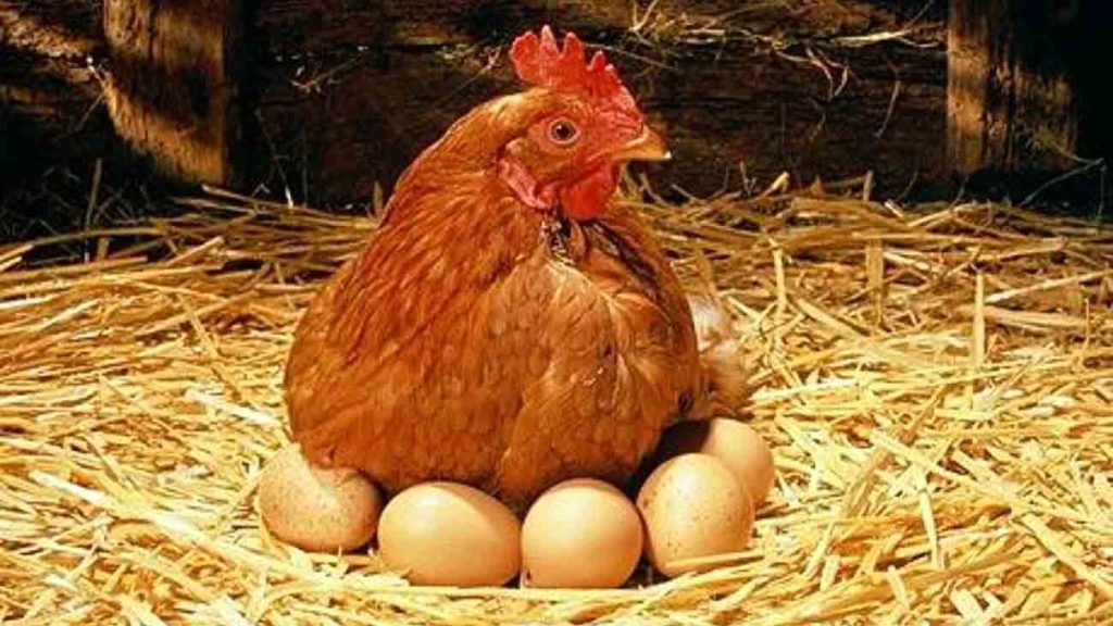 قیمتجدیدمرغوتخممرغ
