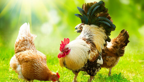 پیشگیری از بیماریهای مرغ گوشتی