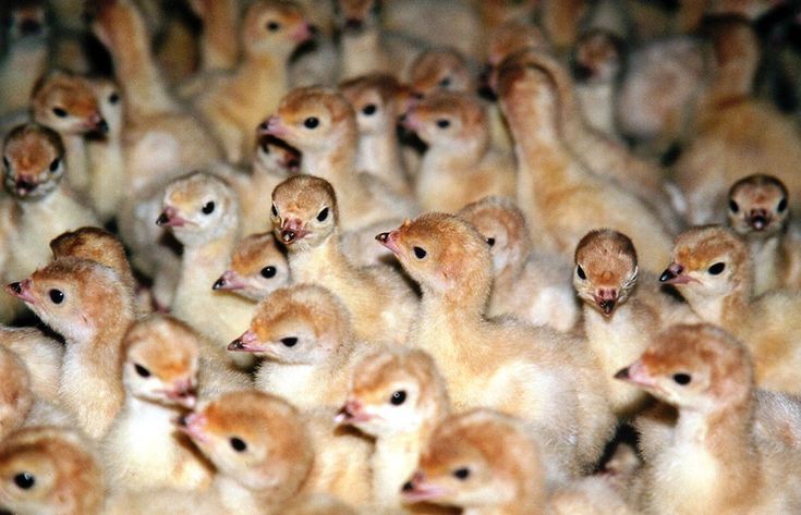 تغذیه جوجه بوقلمون
