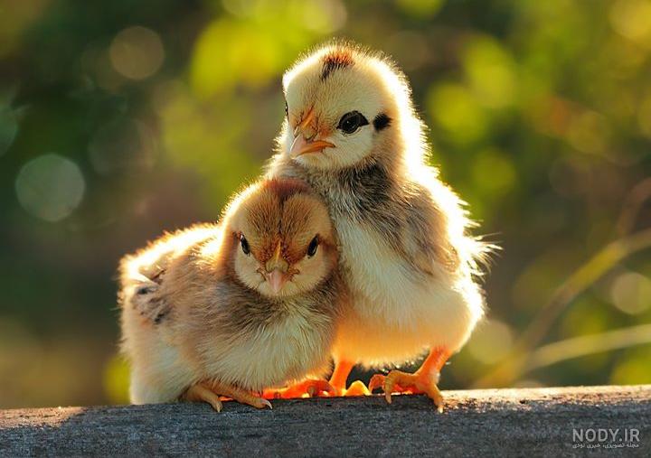 چالش های پرورشی جوجه تخم گذار