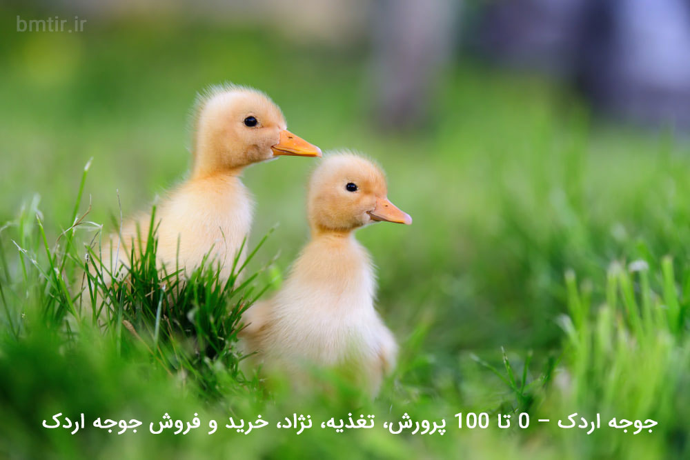 جوجه اردک
