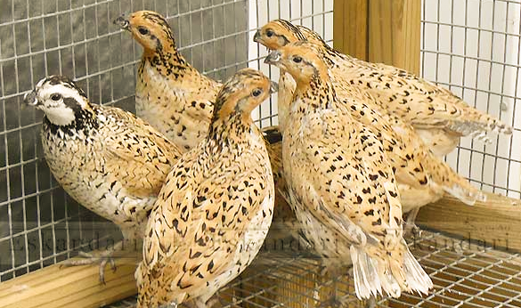 بلدرچین گوشتی