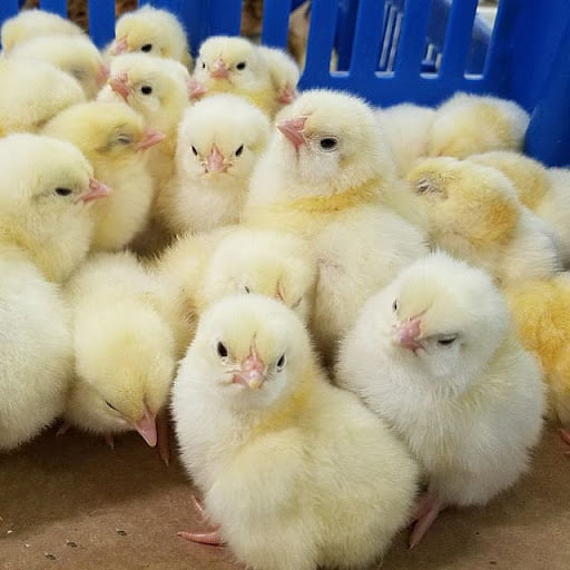 مقایسه جوجه گوشتی نژاد راس و آرین